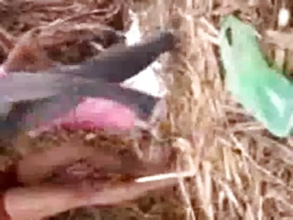 उत्तर भारतातील हॉट मुलीने तिच्या सेक्सी निळ्या हिंदी बॉयफ्रेंडसोबत माझ्या बॉयफ्रेंडच्या फार्मचा आनंद घेतला