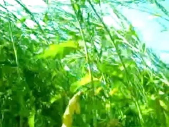 english jungle appointment sexy video selva movie