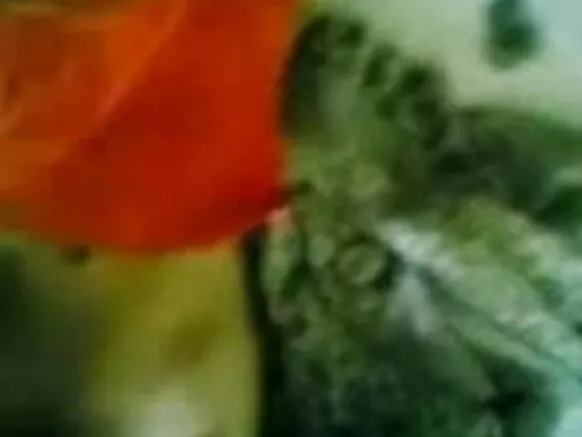 गोड सासू, स्तन आणि मांजर, गोड शो - जेपी एसपीएल